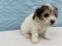 Rhonda, a female Havapoo for sale in Fredericksburg, OH – 4 of 4