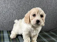 Buttercup, a female Cavachon for sale in Fredericksburg, OH – 4 of 4