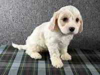 Blair, a female Cavachon for sale in Fredericksburg, OH – 3 of 4