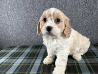 Biscuit, a female Cavachon for sale in Fredericksburg, OH – 3 of 4
