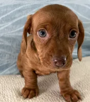 Brook, a female Miniature Dachshund for sale in Fredericksburg, OH – 2 of 4