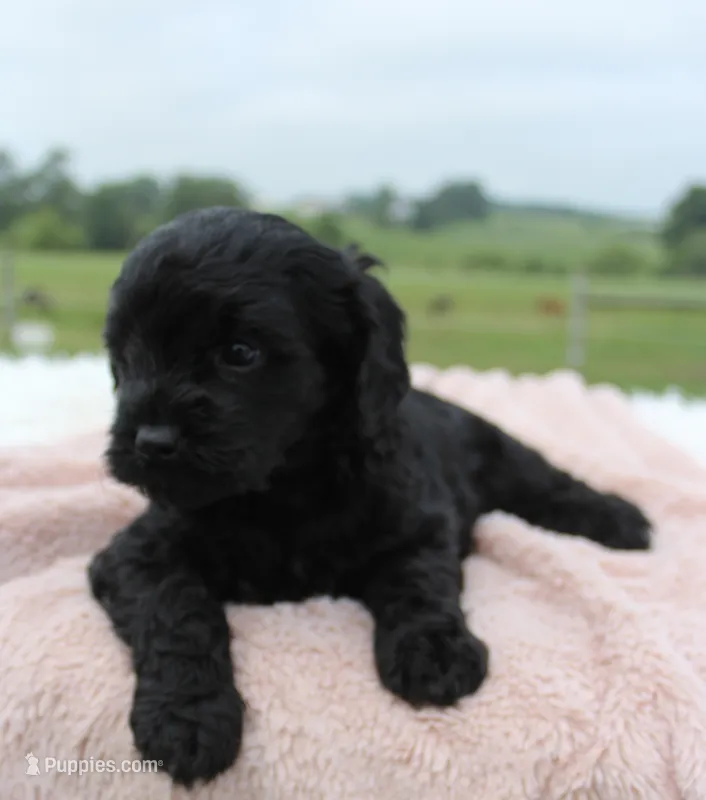 Melissa – Cavapoo puppy for sale in Fredericksburg, OH