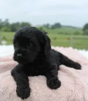 Melissa, a female Cavapoo for sale in Fredericksburg, OH – 1 of 4
