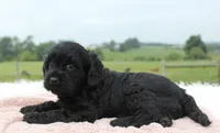 Melissa, a female Cavapoo for sale in Fredericksburg, OH – 2 of 4