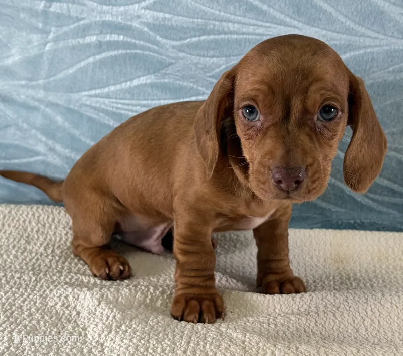 Bo – Miniature Dachshund puppy for sale in Fredericksburg, OH