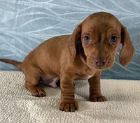 Bo, a male Miniature Dachshund for sale in Fredericksburg, OH – 1 of 4
