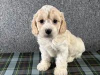 Beth, a female Cavachon for sale in Fredericksburg, OH – 3 of 4