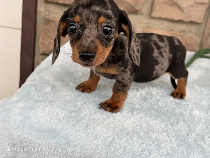 Barbie – Miniature Dachshund puppy for sale in Fredericksburg, OH