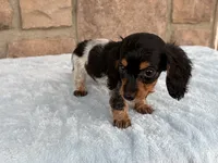 Biscuit, a female Miniature Dachshund for sale in Fredericksburg, OH – 3 of 4