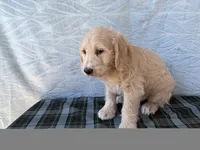 Resa, a female Miniature Labradoodle for sale in Fredericksburg, OH – 4 of 4