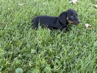Justin, a male Miniature Dachshund for sale in Fredericksburg, OH – 4 of 5