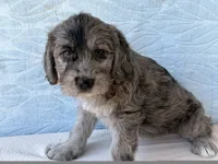 Rose, a female Miniature Labradoodle for sale in Fredericksburg, OH – 2 of 4
