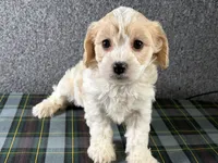 Bonnie, a female Cavachon for sale in Fredericksburg, OH – 4 of 4