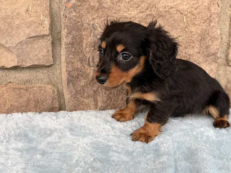 Bruce – Miniature Dachshund puppy for sale in Fredericksburg, OH