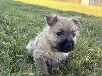 Coke, a male Cairn Terrier for sale in Fredericksburg, OH – 2 of 5