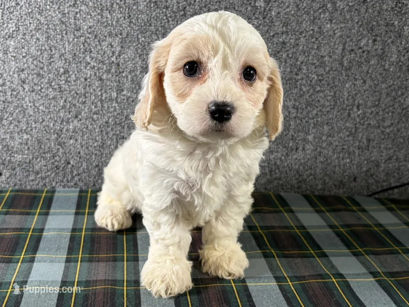 Blair – Cavachon puppy for sale in Fredericksburg, OH