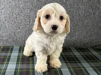 Blair, a female Cavachon for sale in Fredericksburg, OH – 1 of 4