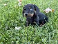 Justin, a male Miniature Dachshund for sale in Fredericksburg, OH – 2 of 5