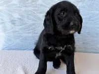 Roxy, a female Miniature Labradoodle for sale in Fredericksburg, OH – 3 of 4