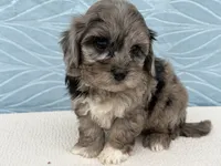 Rex, a male Havapoo for sale in Fredericksburg, OH – 4 of 5