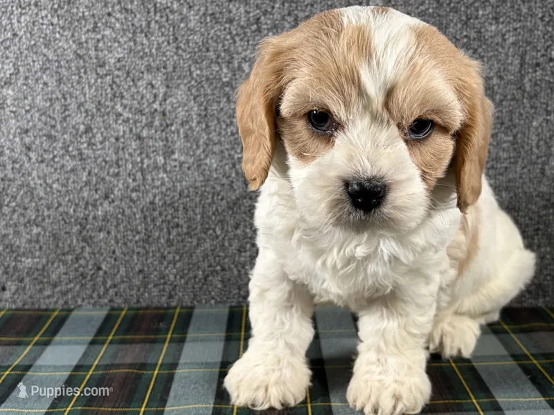 Barb – Cavachon puppy for sale in Fredericksburg, OH