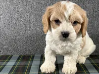 Barb, a female Cavachon for sale in Fredericksburg, OH – 1 of 4