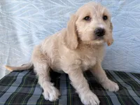 Resa, a female Miniature Labradoodle for sale in Fredericksburg, OH – 2 of 4