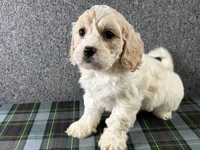 Buttercup, a female Cavachon for sale in Fredericksburg, OH – 3 of 4
