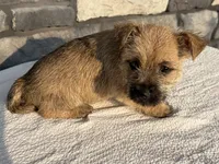 Donny, a male Cairn Terrier for sale in Fredericksburg, OH – 2 of 4