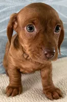 Brook, a female Miniature Dachshund for sale in Fredericksburg, OH – 4 of 4