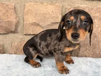 Bailey, a female Miniature Dachshund for sale in Fredericksburg, OH – 4 of 4
