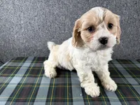 Biscuit, a female Cavachon for sale in Fredericksburg, OH – 2 of 4