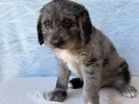 Ranger, a male Miniature Labradoodle for sale in Fredericksburg, OH – 4 of 4