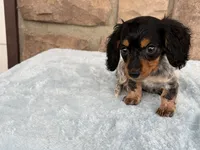 Biscuit, a female Miniature Dachshund for sale in Fredericksburg, OH – 4 of 4