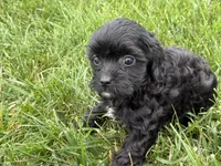 Mia, a male Cavapoo for sale in Fredericksburg, OH – 2 of 5