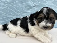 Ranger, a male Havapoo for sale in Fredericksburg, OH – 4 of 4