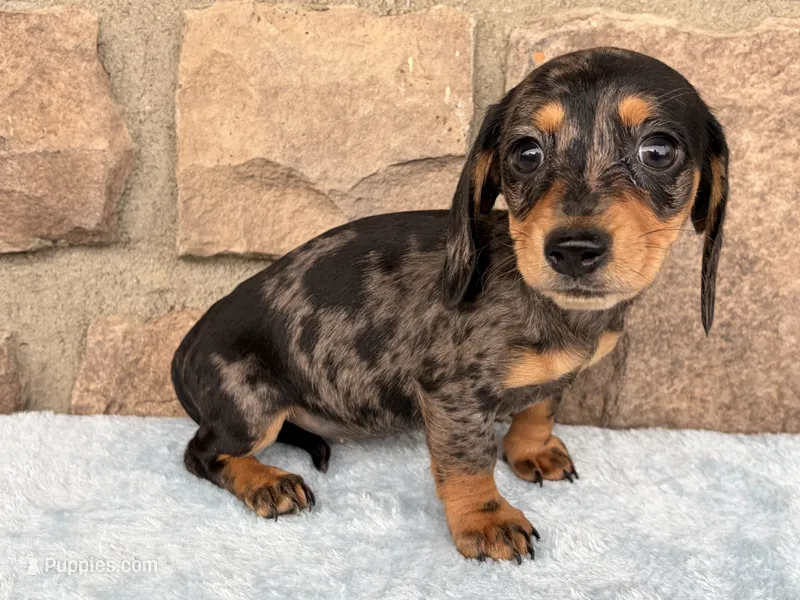 Bailey – Miniature Dachshund puppy for sale in Fredericksburg, OH