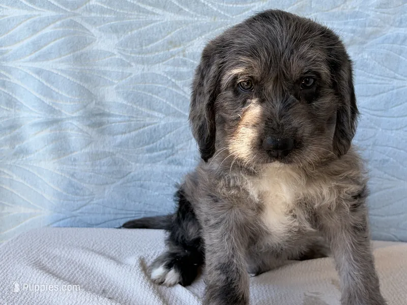 Ranger – Miniature Labradoodle puppy for sale in Fredericksburg, OH