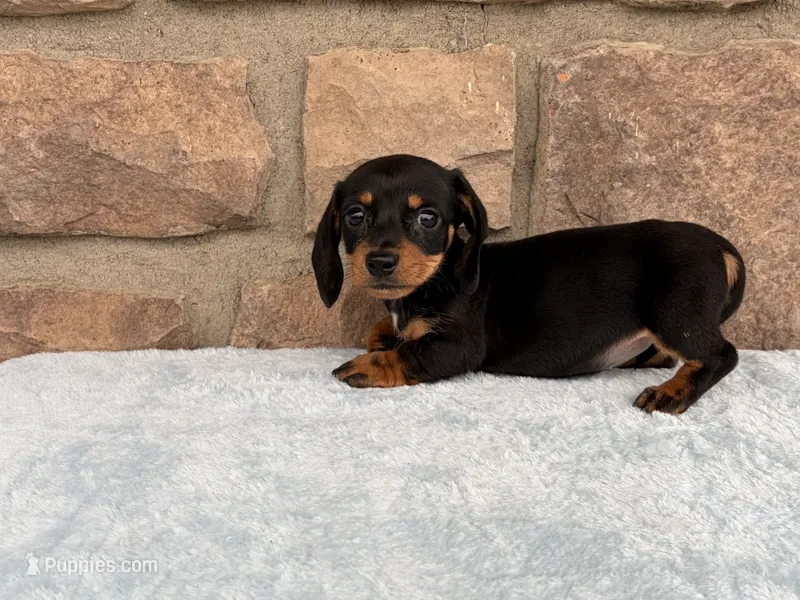 Bess – Miniature Dachshund puppy for sale in Fredericksburg, OH