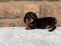 Bess, a female Miniature Dachshund for sale in Fredericksburg, OH – 1 of 4