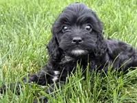 Max, a male Cavapoo for sale in Fredericksburg, OH – 5 of 5