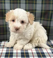 Debbie, a female Havapoo for sale in Fredericksburg, OH – Photo 4 of 4