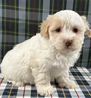 Debbie, a female Havapoo for sale in Fredericksburg, OH – Photo 1 of 4