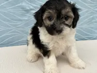 Reno, a male Havapoo for sale in Fredericksburg, OH – 4 of 5