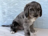 Ranger, a male Miniature Labradoodle for sale in Fredericksburg, OH – 2 of 4