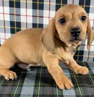 Jason, a male Miniature Dachshund for sale in Fredericksburg, OH – Photo 2 of 4