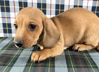 Jason, a male Miniature Dachshund for sale in Fredericksburg, OH – Photo 3 of 4