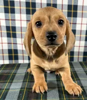 Jason, a male Miniature Dachshund for sale in Fredericksburg, OH – Photo 1 of 4