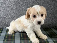 Bonnie, a female Cavachon for sale in Fredericksburg, OH – 3 of 4