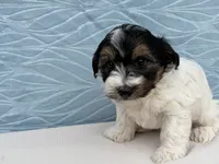 Ranger, a male Havapoo for sale in Fredericksburg, OH – 2 of 4